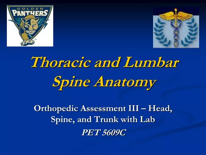 thoracic and lumbar spine anatomy