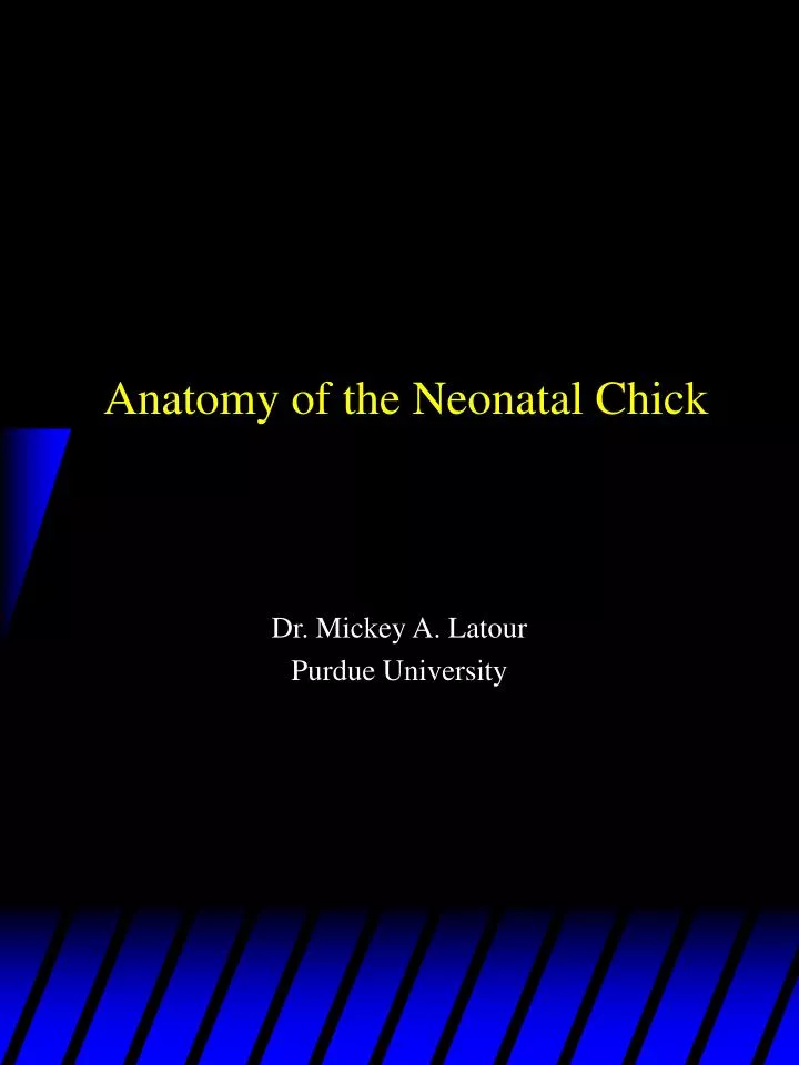 anatomy of the neonatal chick
