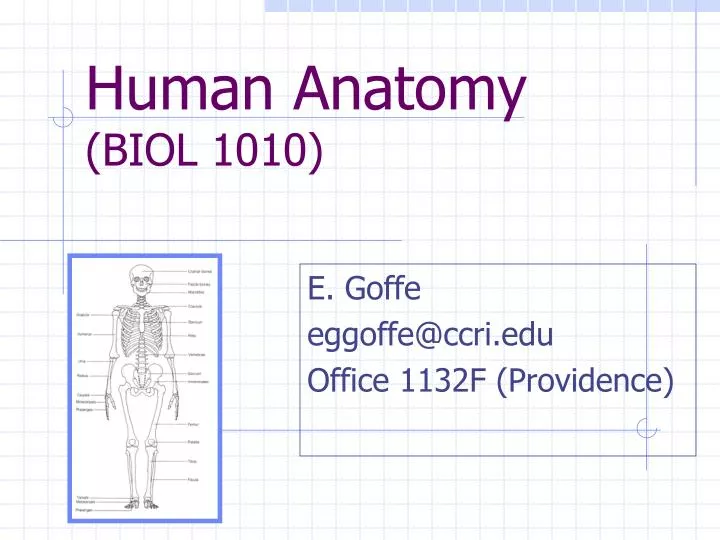 human anatomy biol 1010