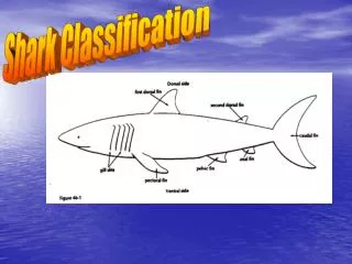 Shark Classification