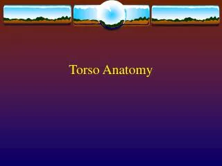 Torso Anatomy