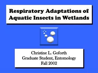 Respiratory Adaptations of Aquatic Insects in Wetlands