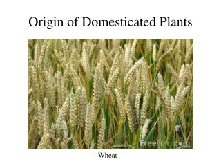 Origin of Domesticated Plants