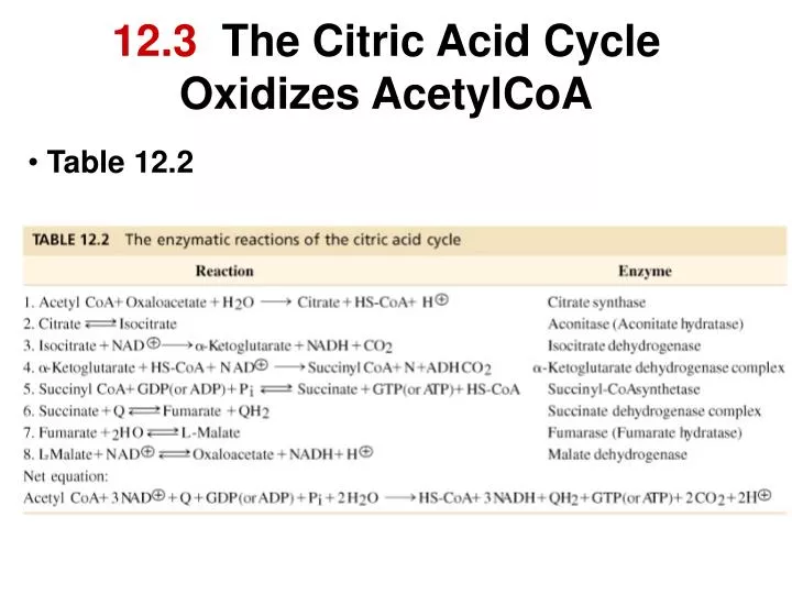 12 3 the citric acid cycle oxidizes acetylcoa