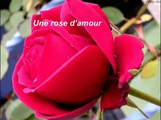 Une rose d’amour