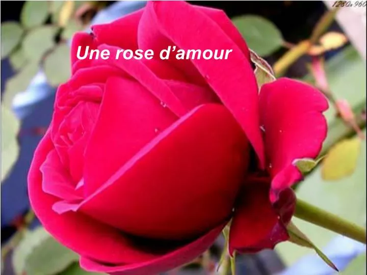une rose d amour