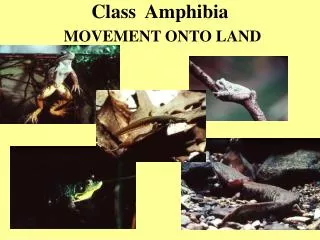 Class Amphibia MOVEMENT ONTO LAND