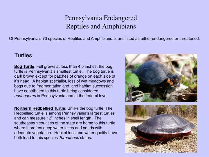 pennsylvania endangered reptiles and amphibians