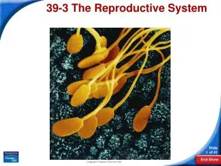39-3 The Reproductive System