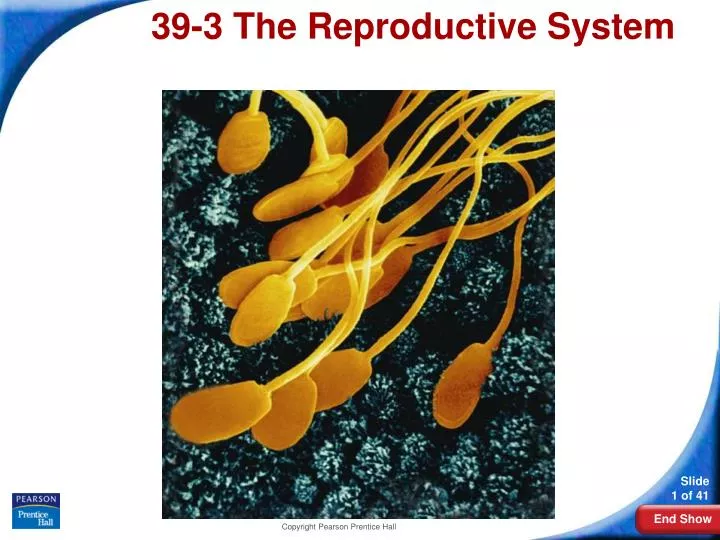 39 3 the reproductive system