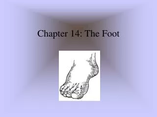 Chapter 14: The Foot