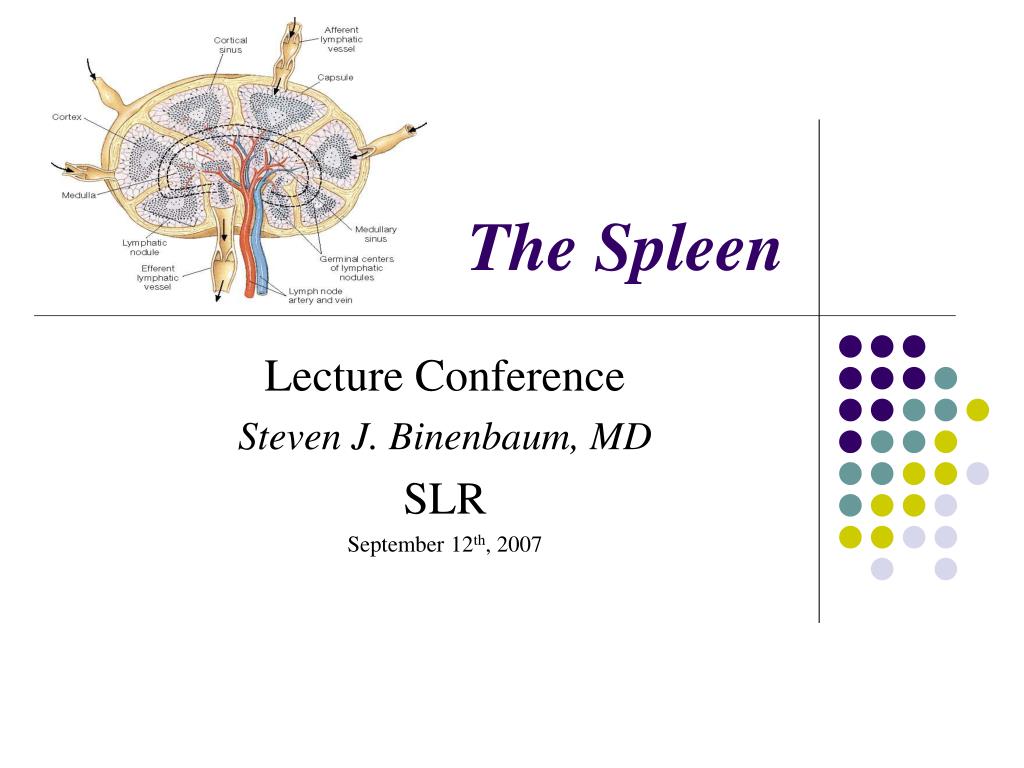 PPT - The Spleen PowerPoint Presentation, free download - ID:163577