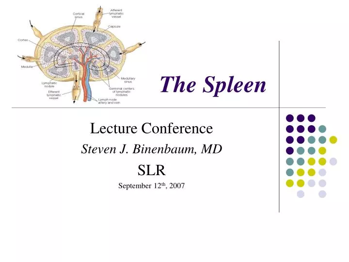the spleen