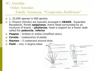SC: Asteridae Order: Asterales Family: Asteraceae “Composites, Sunflowers”