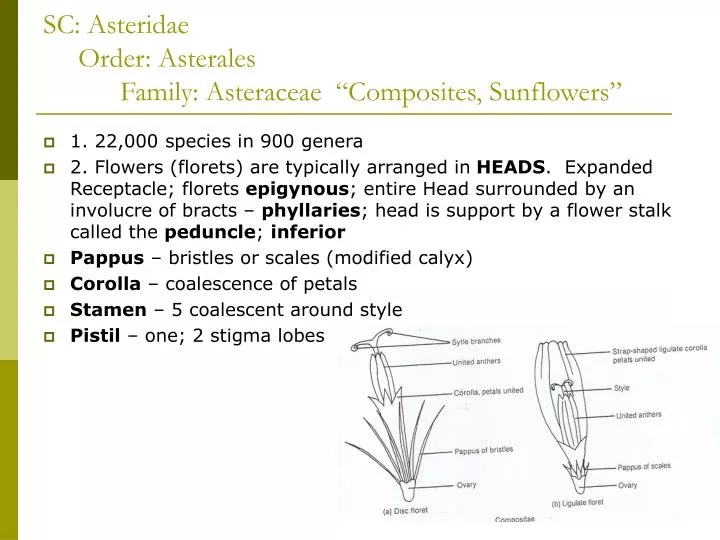 sc asteridae order asterales family asteraceae composites sunflowers