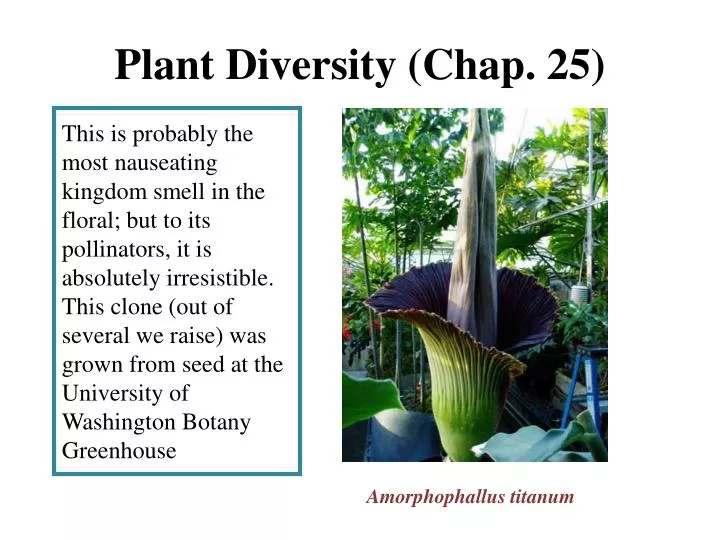 plant diversity chap 25