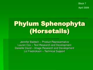 Phylum Sphenophyta (Horsetails)