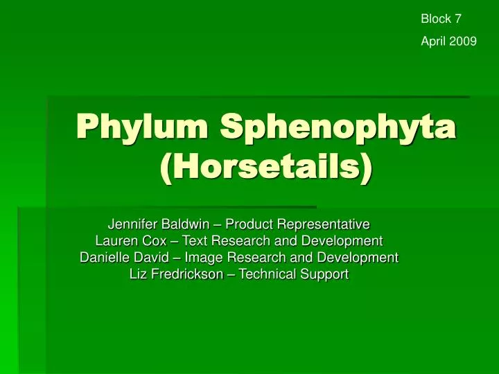 phylum sphenophyta horsetails