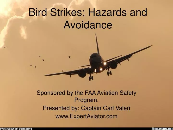 bird strikes hazards and avoidance
