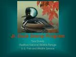 Jr. Duck Stamp Program - slide 1