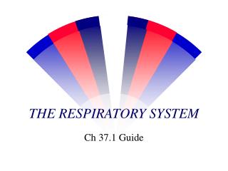 THE RESPIRATORY SYSTEM