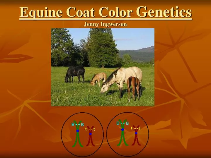 equine coat color genetics jenny ingwerson