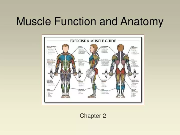 muscle function and anatomy