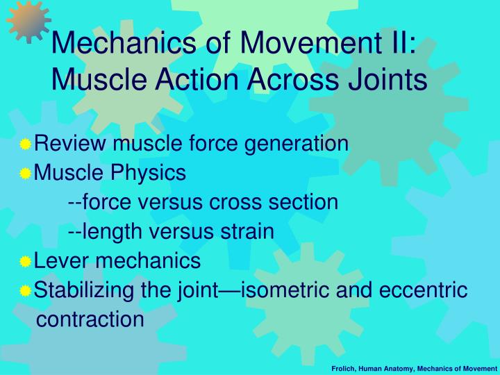mechanics of movement ii muscle action across joints
