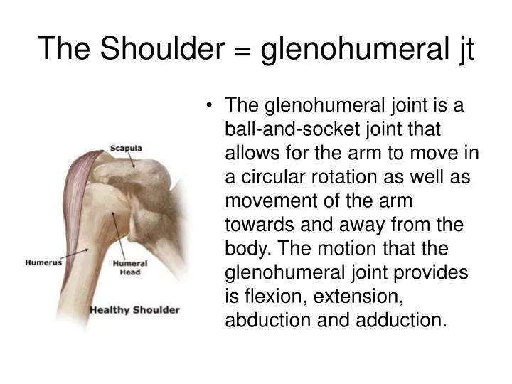 the shoulder glenohumeral jt