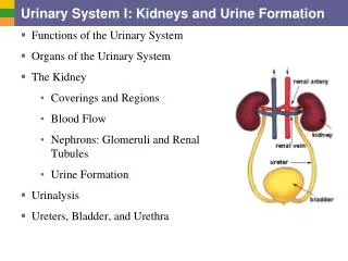 Urinary System I: Kidneys and Urine Formation