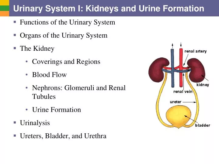urinary system i kidneys and urine formation