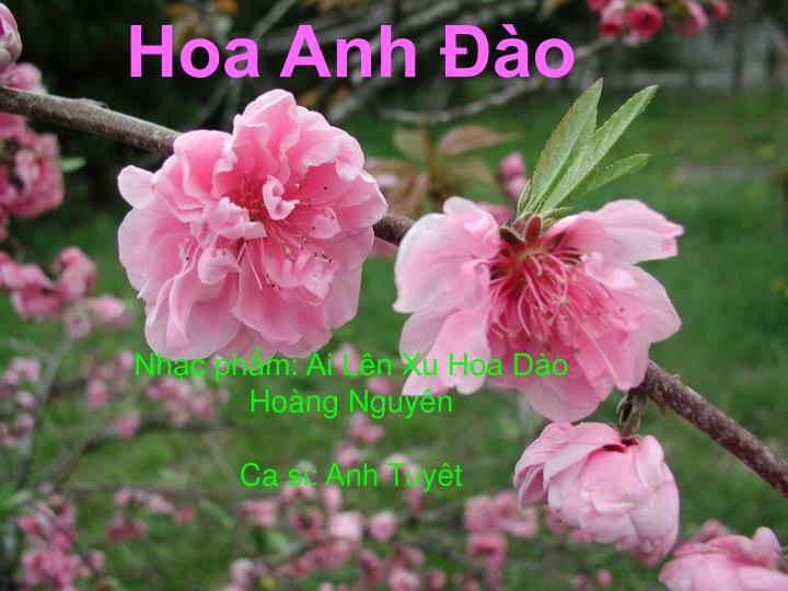 hoa anh o nh c ph m ai l n xu hoa d o ho ng nguy n ca si anh tuy t