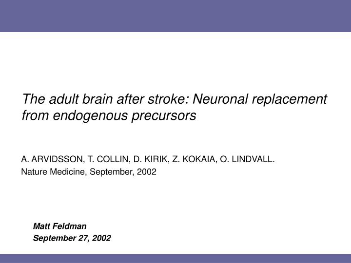 the adult brain after stroke neuronal replacement from endogenous precursors