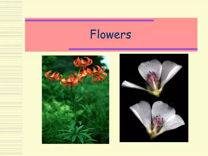 Ppt Flowers Powerpoint Presentation