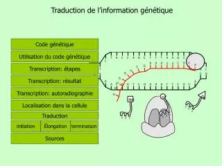 Traduction de l’information génétique