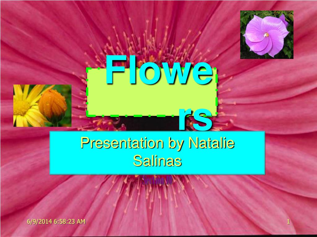 PPT - Flowers PowerPoint Presentation, free download - ID:17149