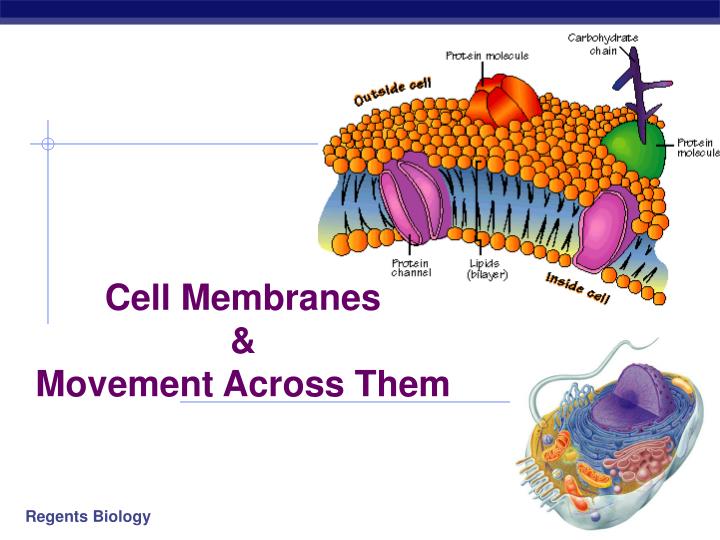 cell membranes movement across them