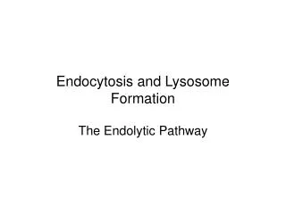 Endocytosis and Lysosome Formation