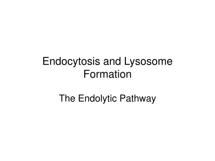 endocytosis and lysosome formation