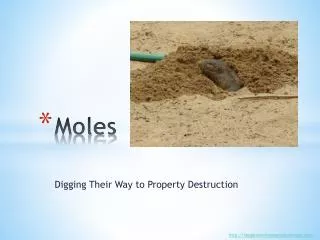 Moles - Digging Their Way to Property Destruction