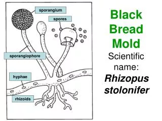 Black Bread Mold Scientific name: Rhizopus stolonifer