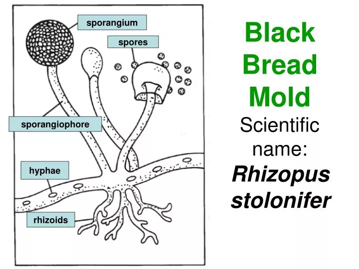 black bread mold scientific name rhizopus stolonifer