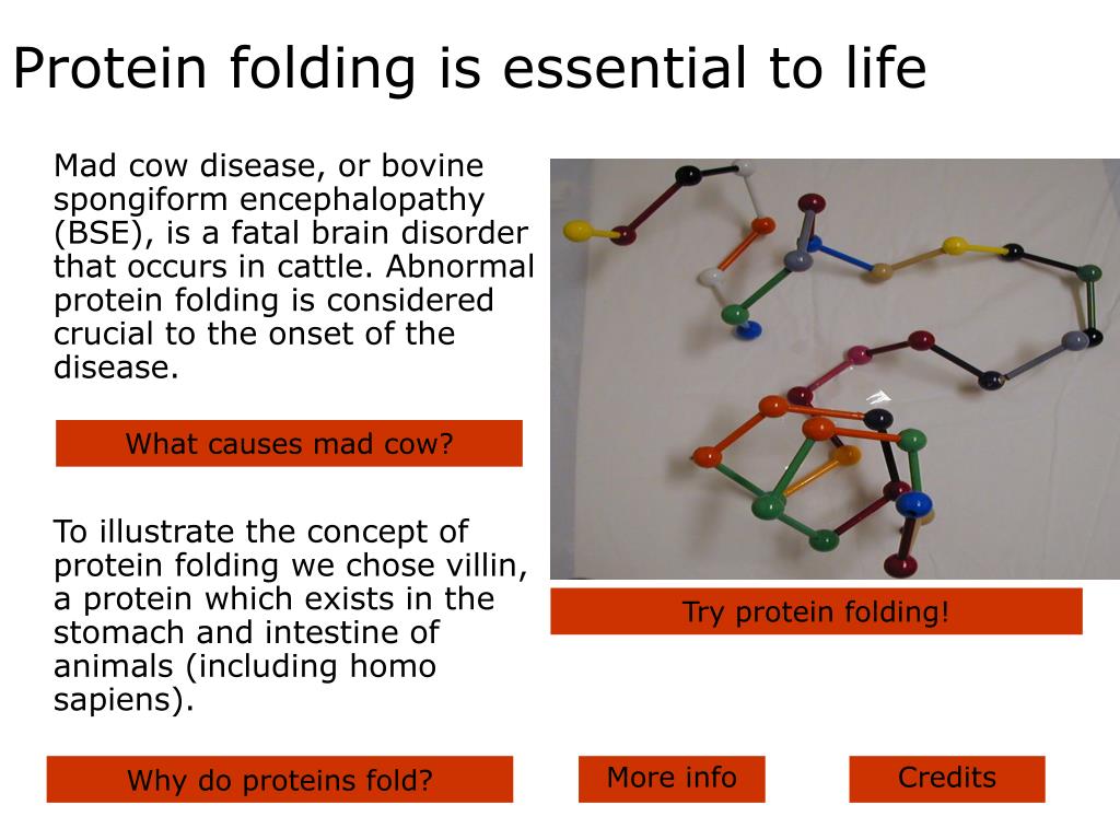 PPT - Protein folding is essential to life PowerPoint Presentation ...