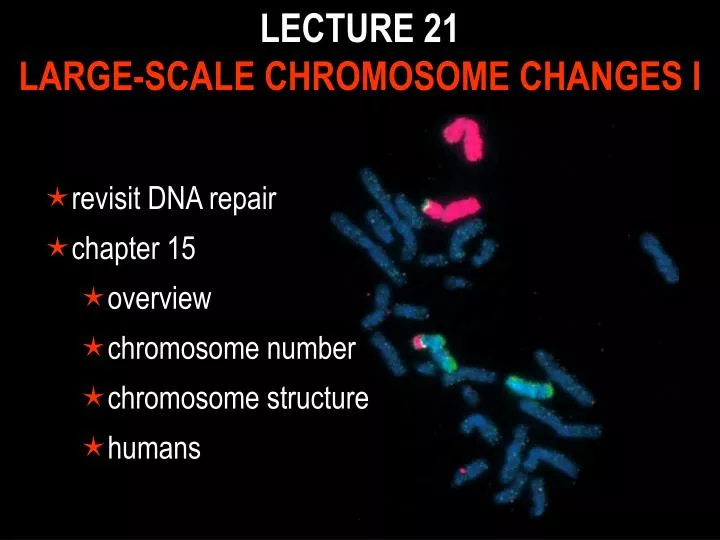 lecture 21 large scale chromosome changes i