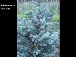 Abies balsamea Tyler Blue