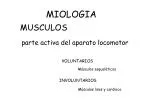 MUSCULOS parte activa del aparato locomotor - slide 1