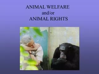 ANIMAL WELFARE 	 and/or ANIMAL RIGHTS