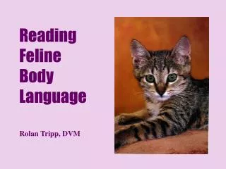 Reading Feline Body Language