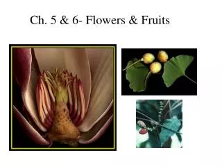 Ch. 5 &amp; 6- Flowers &amp; Fruits