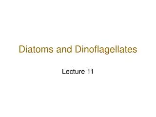 Diatoms and Dinoflagellates